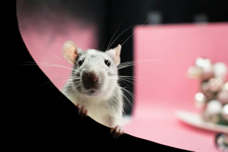 The top 5 advantages of professional rodent proofing services