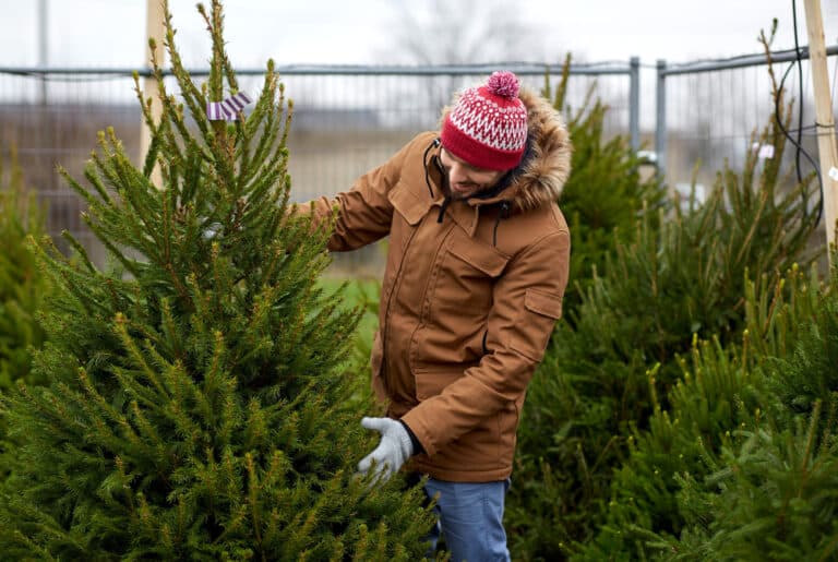 Marsden Moor starts fundraising festivities with return of Christmas tree sale