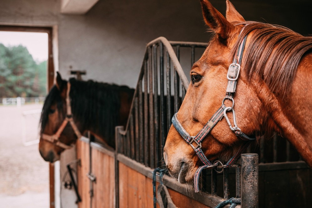 Best Gifts for Equestrian Lovers 2023