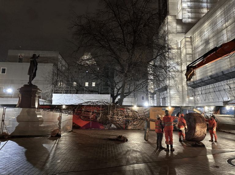 New trees as Albert Square improvements take root