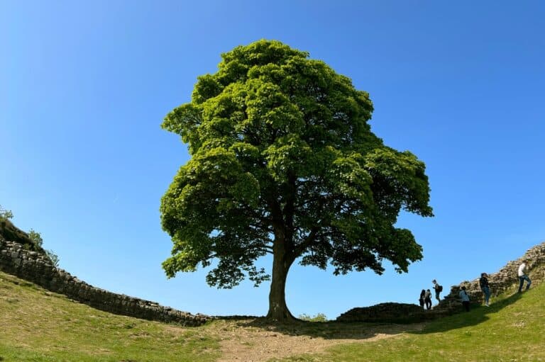 Two men charged over felling of Sycamore Gap tree