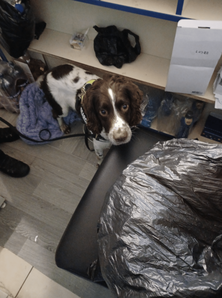 Sniffer dog detects thousands of illicit cigarettes