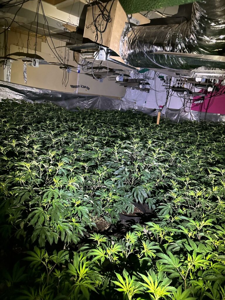 Cannabis farm with £5m street value uncovered in Stockport