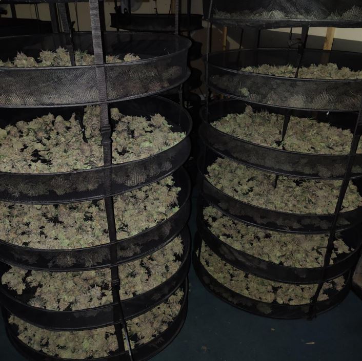 Audenshaw raid revealed 150 cannabis plants