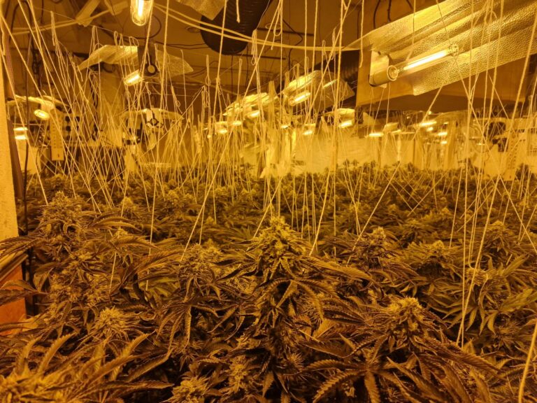 £1 million cannabis farm discovered in Oldham