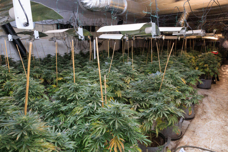 Police uncover large cannabis farm in Bury
