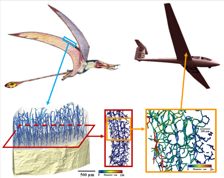 Ancient pterosaur bones could inspire the future of aerospace engineering