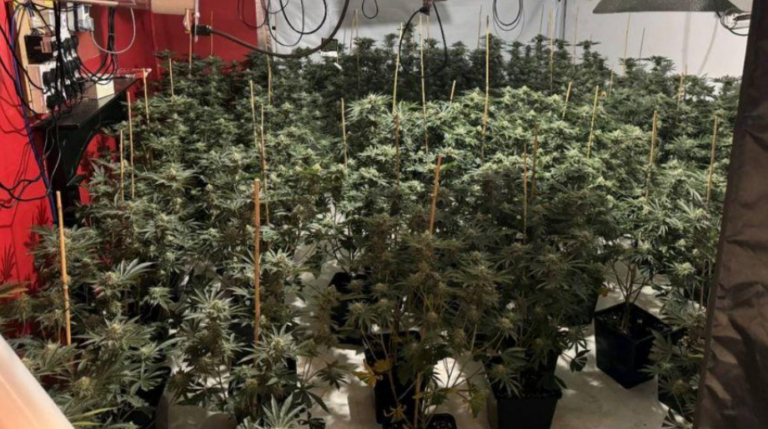 Bolton police uncover more than 200 cannabis plants