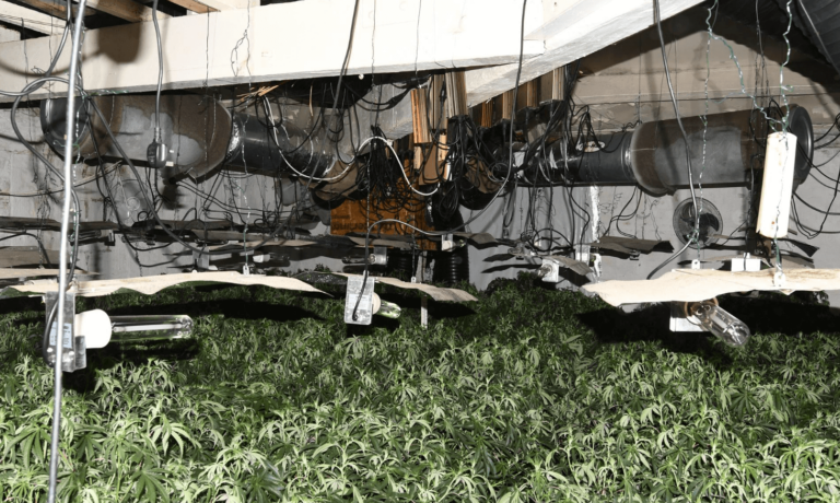 Cannabis plants worth up to £350,000 seized in Rochdale