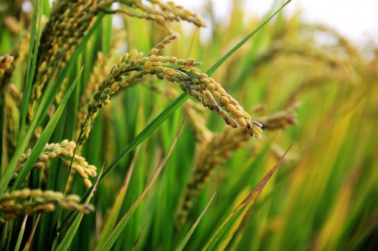 Why Choosing European Rice Can Shrink Your Mealtime Carbon Footprint