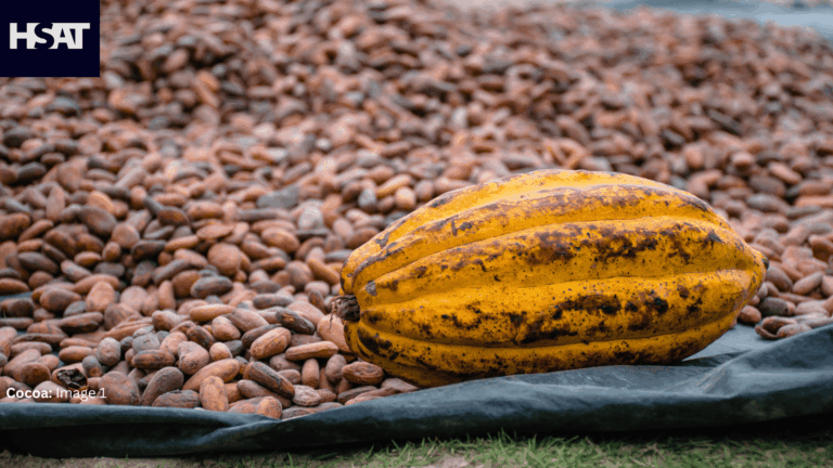 HSAT Leads the Way with 95%+ Precision in Cocoa Production Forecasts