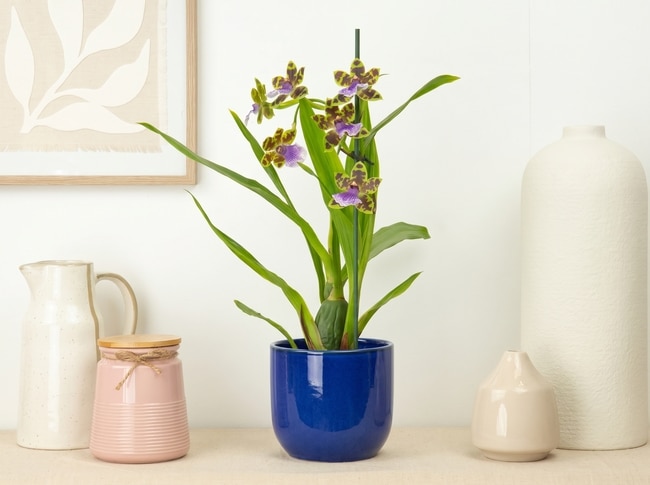 Orchids are officially Britain's most baffling houseplant, a year of search data shows